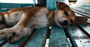 Cute dog, puppy lying on bench